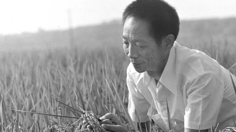10 斯人已逝，稻花長香，今天，我們格外懷念您……